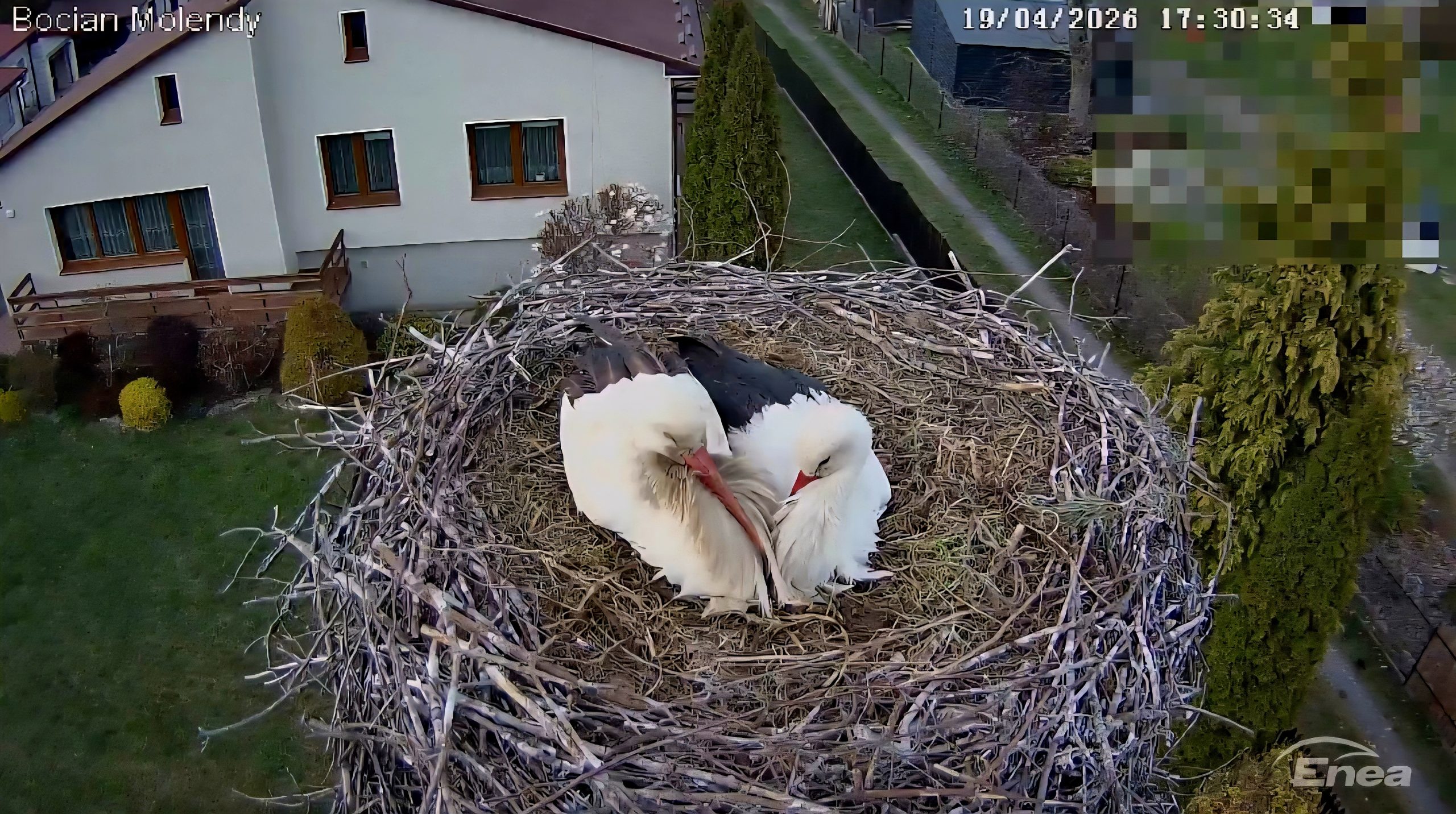 Wieści z bocianiego gniazda